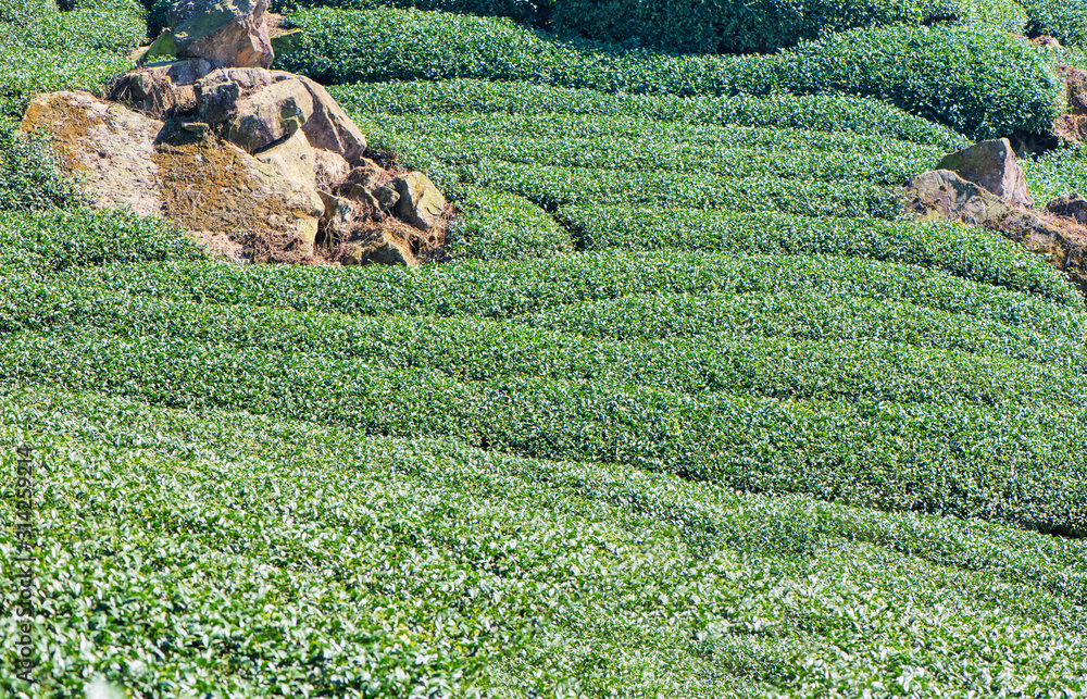 美丽的绿茶作物园，蓝天白云，清新的茶叶设计理念