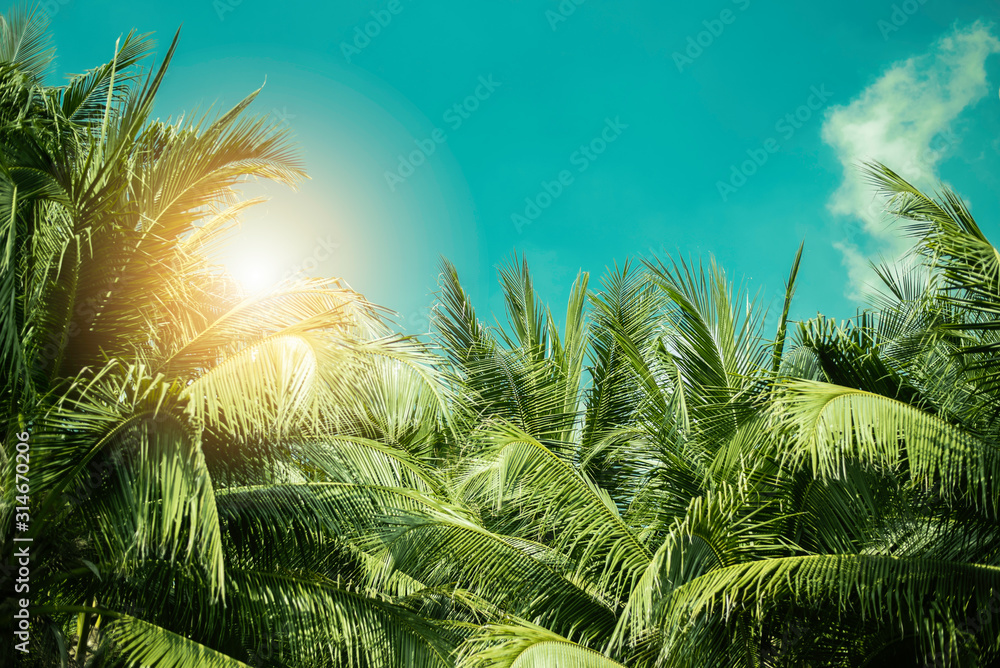 热带棕榈叶背景，椰子树透视图