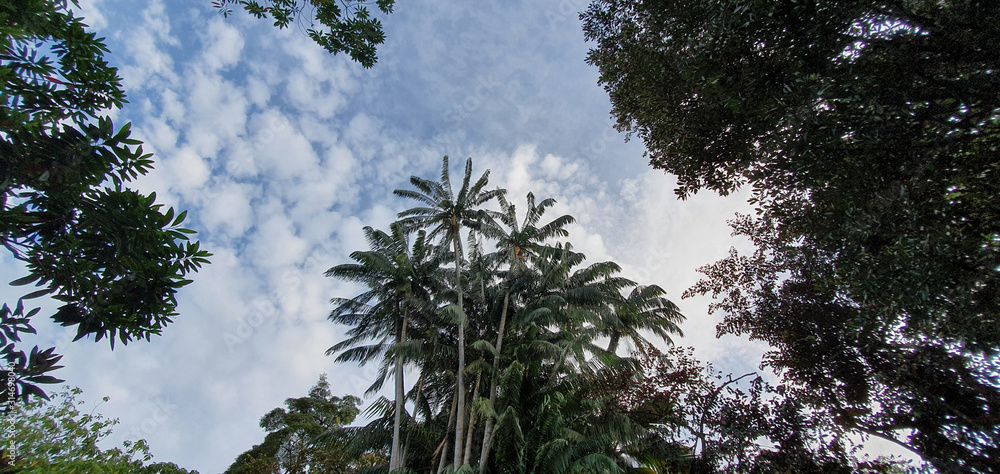 新加坡植物中的树木