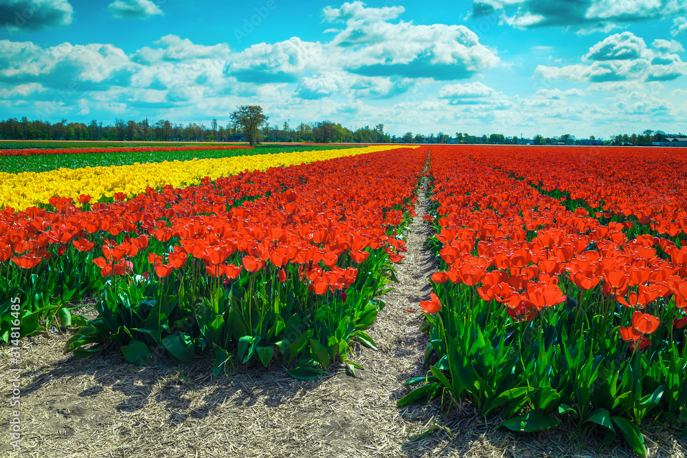 荷兰清新多彩的郁金香田，美丽的春天景色