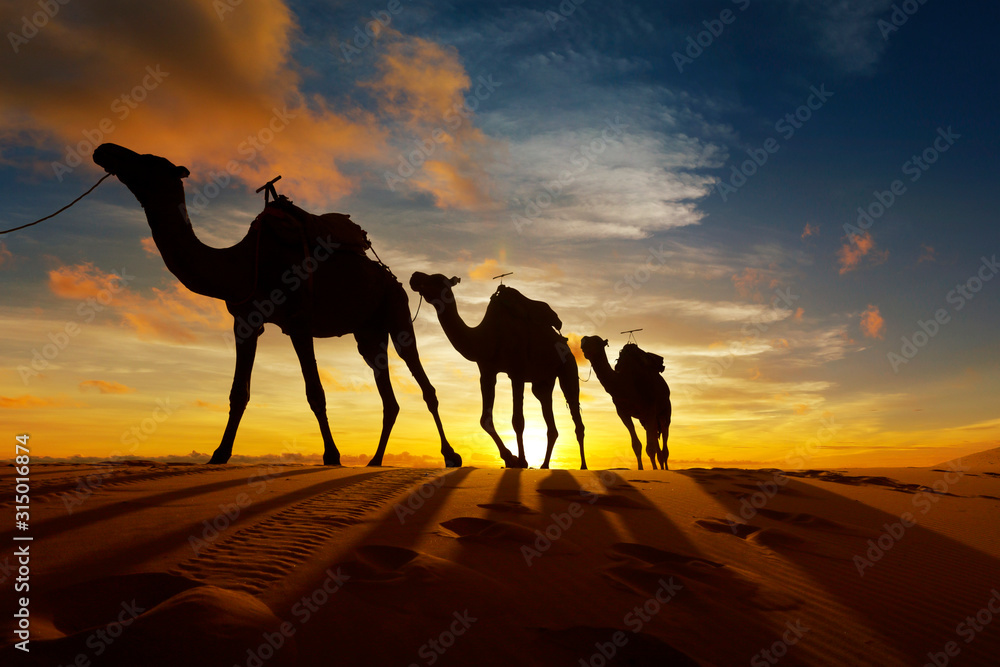 日落时分摩洛哥撒哈拉沙漠中的骆驼大篷车