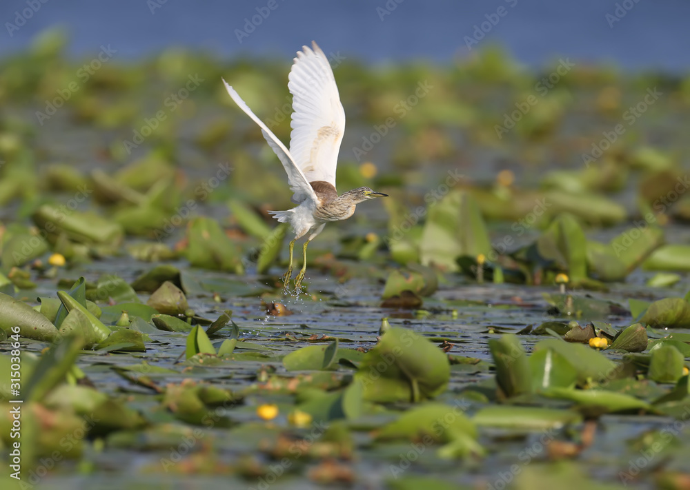 Squacco苍鹭在绿湖芦苇上方飞行
