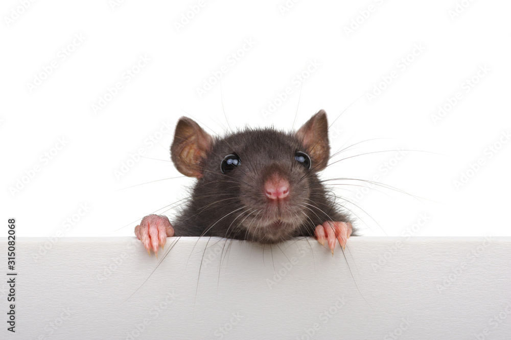 Funny rat isolated on white background.