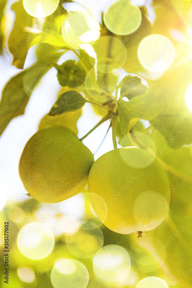 Apple season.Tasty fresh green apples on the tree and rays of the sunrise