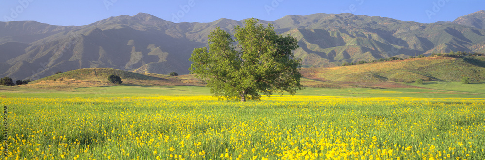 加利福尼亚州上奥贾伊山谷绿地和首席峰的橡树和芥末