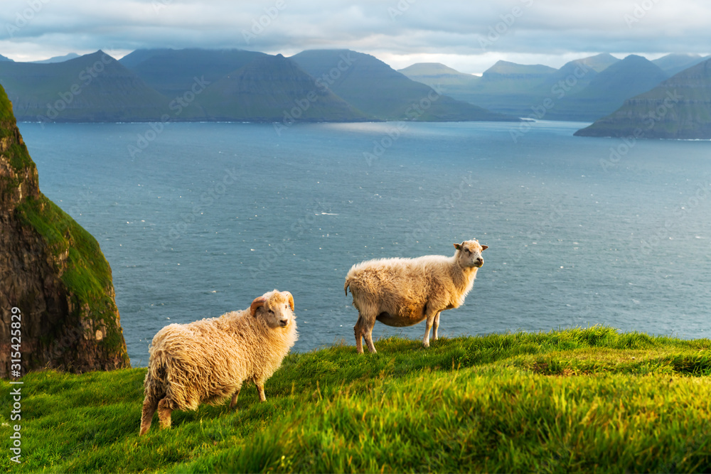 夏季法罗群岛的晨景，前景是两只绵羊。丹麦卡尔索伊岛。La