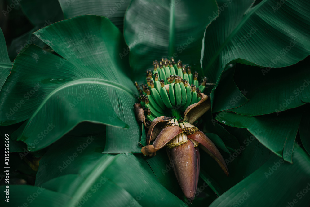 热带香蕉叶概念，天然绿色香蕉叶，亚洲和泰国的绿色背景
