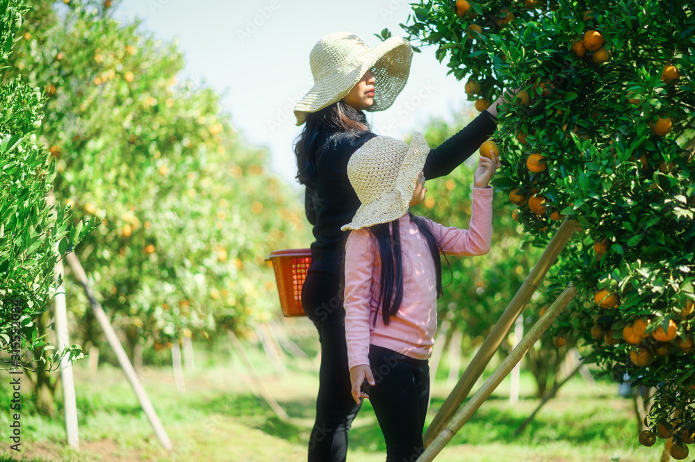 母女农民采摘精心成熟的妇女在果园采摘成熟的橙子