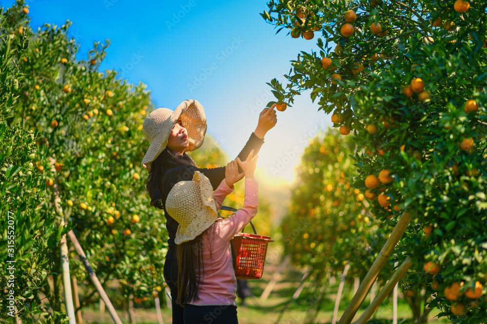 母女农民采摘精心成熟的妇女在果园采摘成熟的橙子