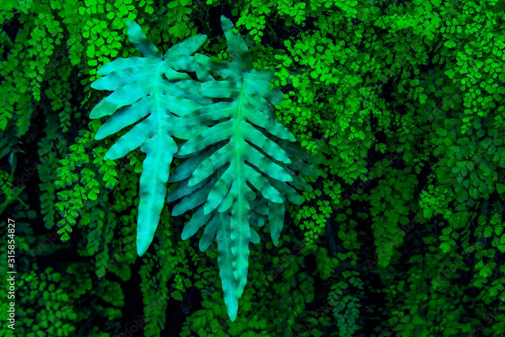 ropical leaves,(Fern leaves) green foliage in jungle, nature background