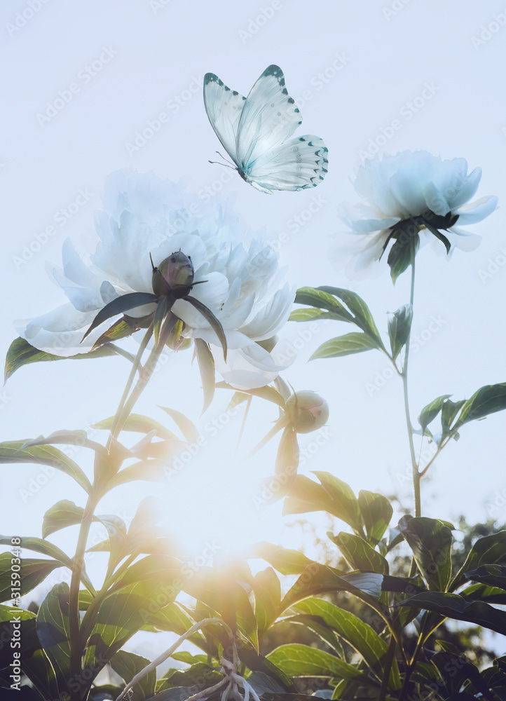 美丽的白色牡丹花和自然界中飞舞的蝴蝶，柔和的浅色。Gen