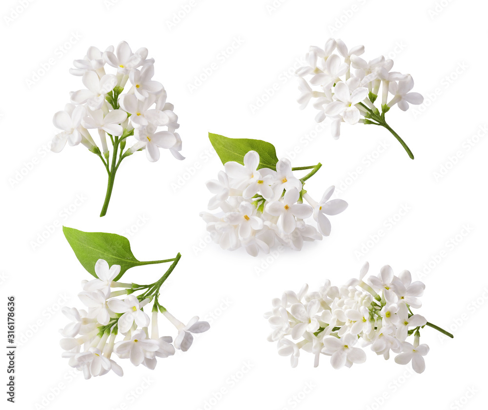 一组盛开的丁香花。丁香花的枝条孤立在白色背景上。