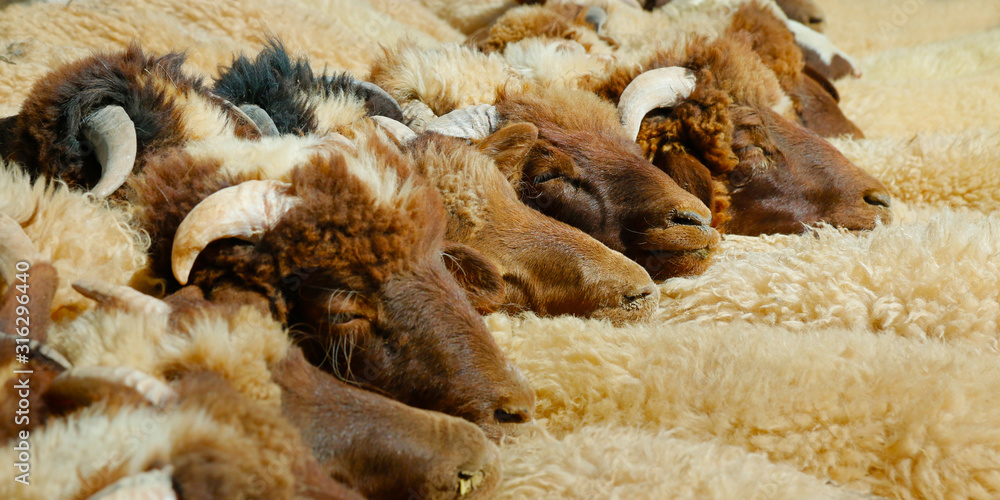 livestock of sheep in the desert of morocco 