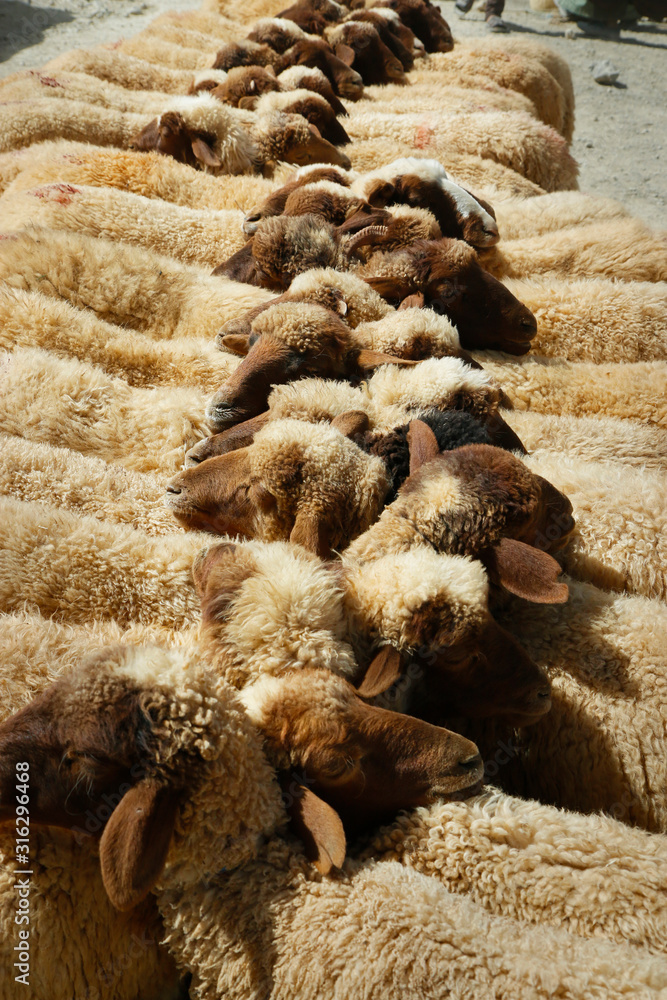 摩洛哥沙漠中的绵羊