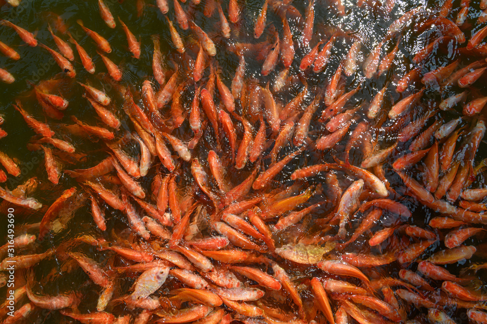 红罗非鱼养殖，Tubtim鱼养殖的经济重要性