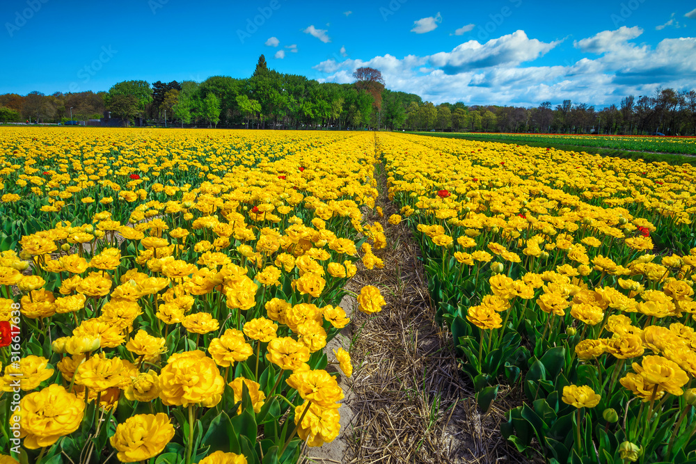 荷兰赏心悦目的春天景观，有新鲜的黄色郁金香田