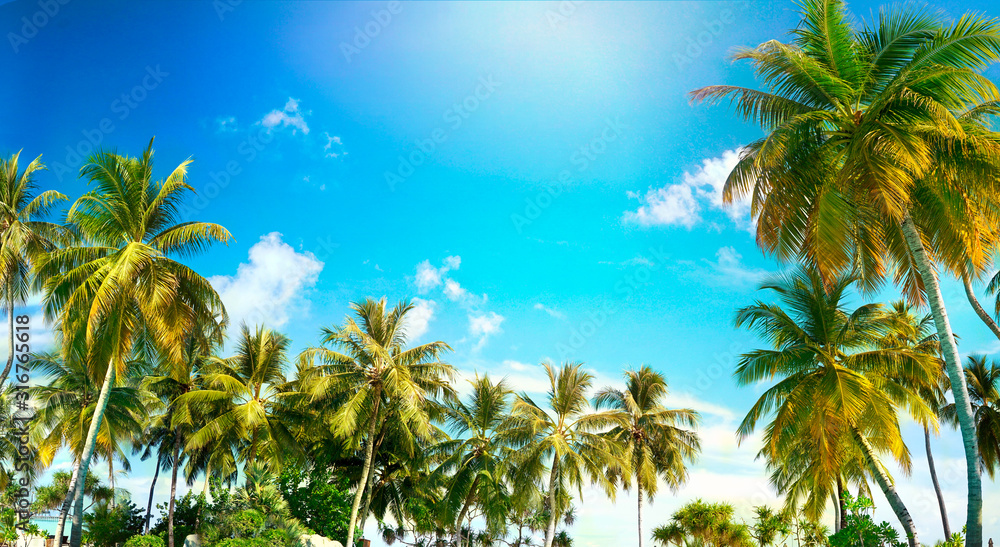 美丽的热带棕榈树，蓝天白云映衬。自然背景，复制空间