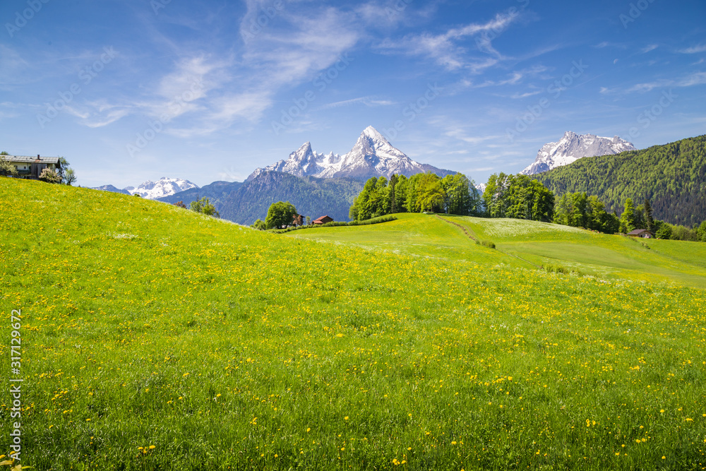 阿尔卑斯山的田园风光，春天有盛开的草地和白雪皑皑的山峰