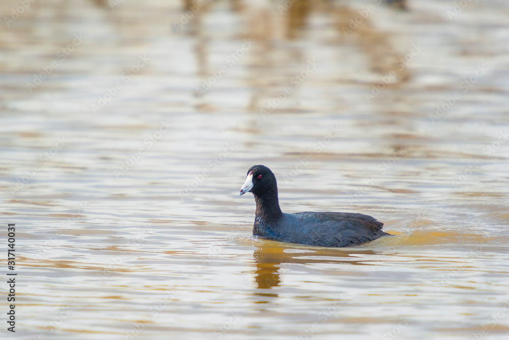 American Coot in Blackwater NWR.Maryland.USA