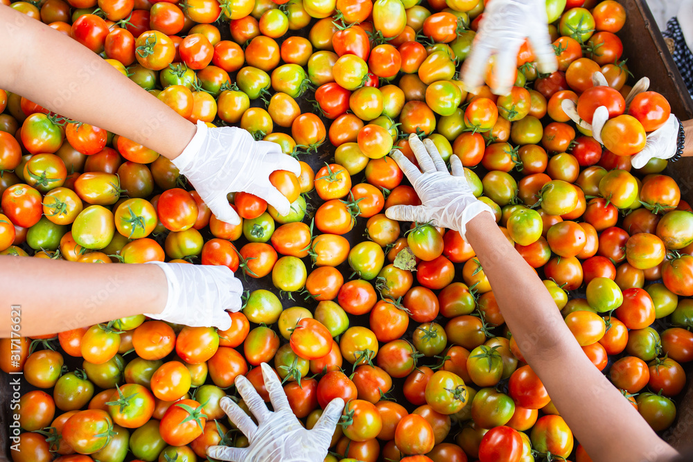 [Tomato top view] The hands of workers picking fresh tomatoes for quality products to produce ketchu