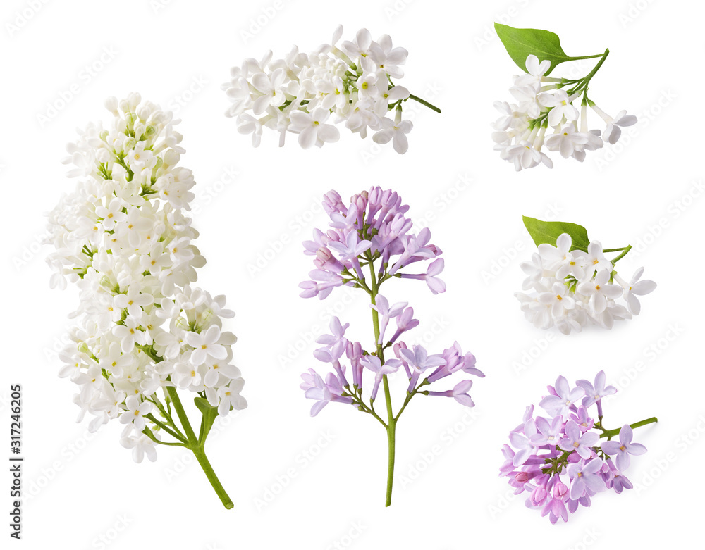 Set of blooming lilac. Branches of lilac flowers isolated on white background.