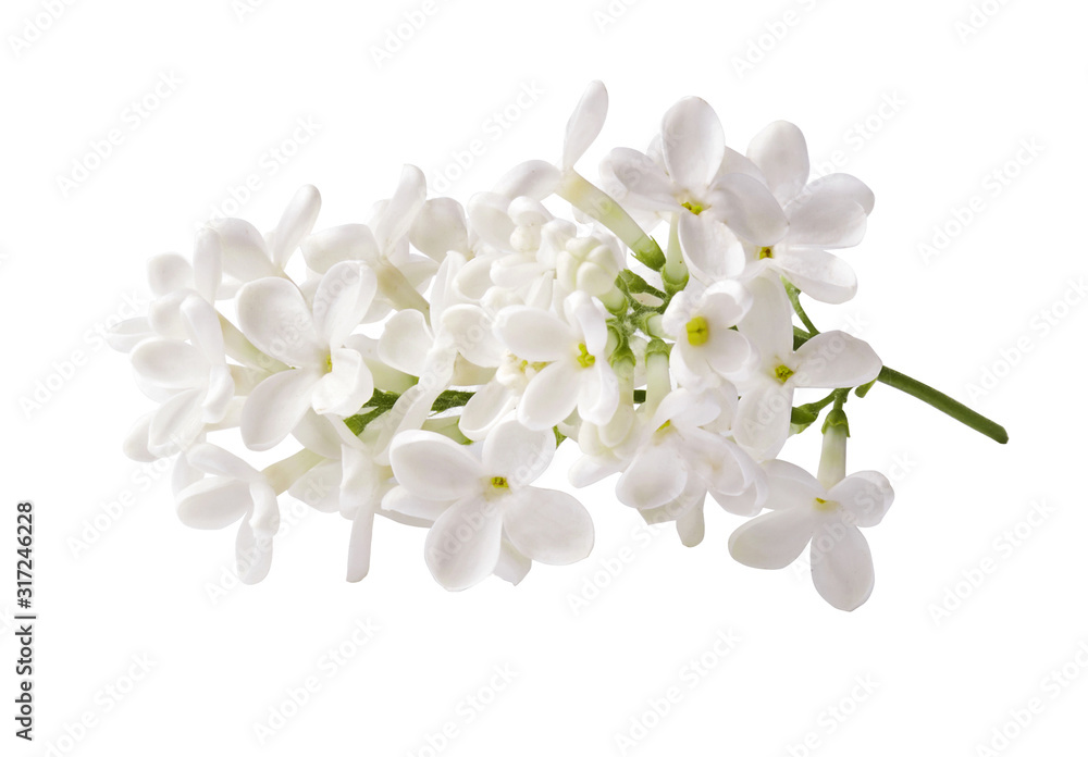 Branch of white lilac flowers isolated on white background.