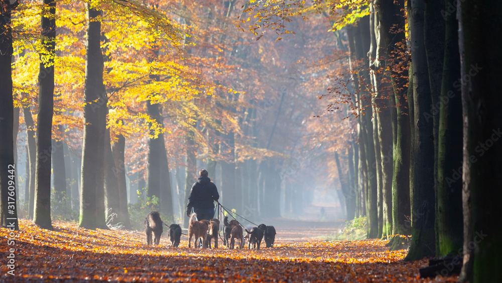many dogs on leash in autumnal forest near utrecht in holland