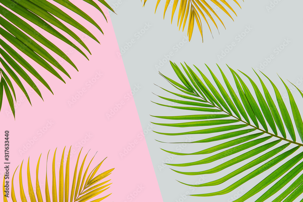 柔和背景下的天然椰子叶的概念