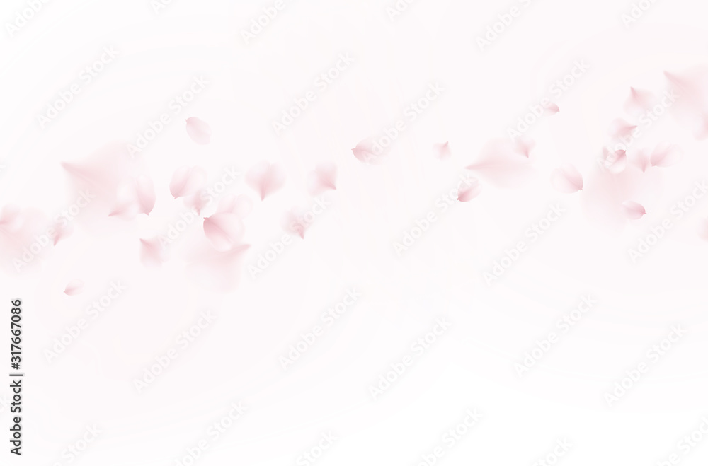 粉红色的玫瑰花瓣被隔离在白色背景上。浪漫的自然飞行樱花图案