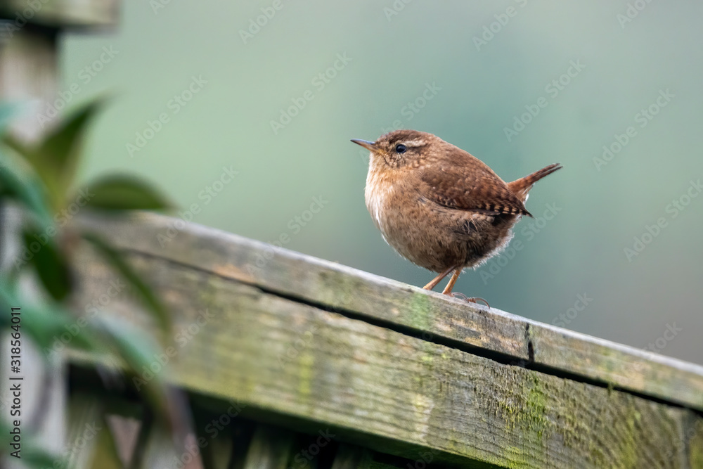 栖息在围栏上的Wren鸟，是英国和欧洲常见的英国花园鸣禽