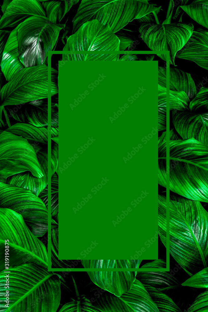 Spathiphyllum cannifolium概念，绿色抽象纹理，白色边框，自然背景，比喻