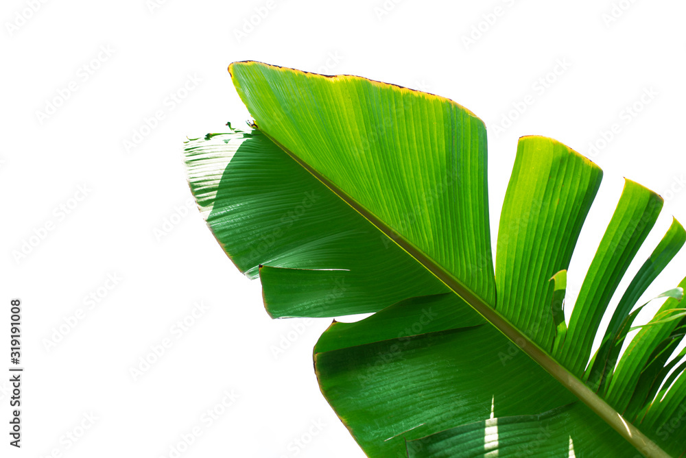 白色背景上隔离的绿色香蕉叶，设计元素的修剪路径，夏季背景