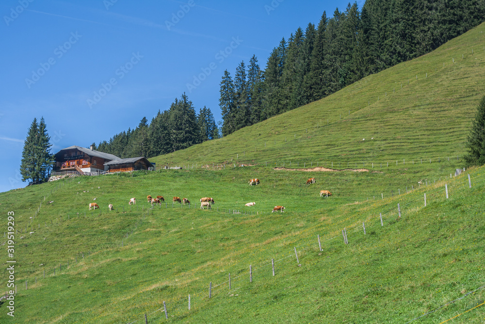美丽的瑞士阿尔卑斯山。高山草甸。农舍