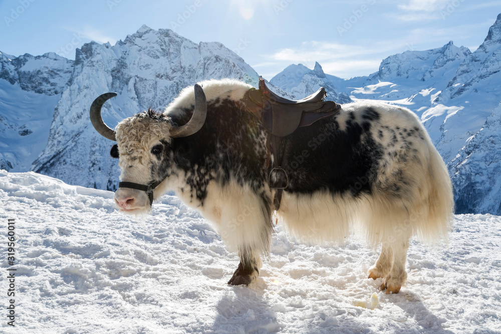 Black and white yak in the snow.