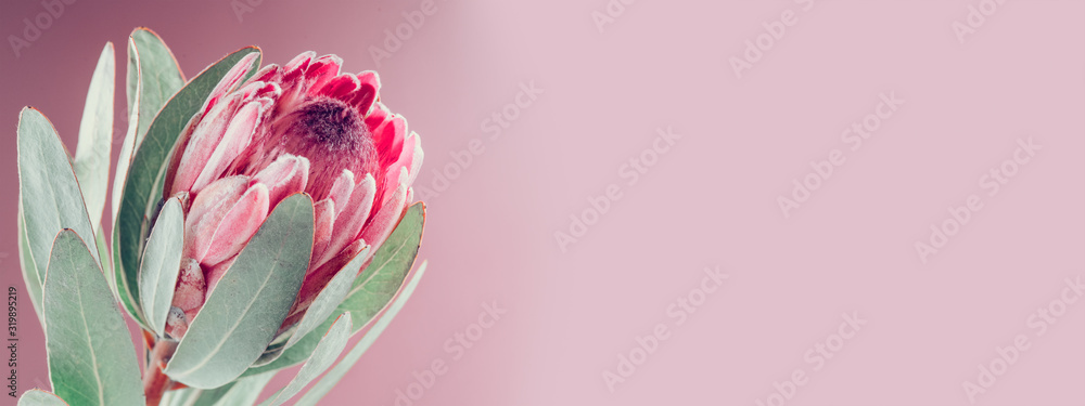 Protea花束。粉红色背景下盛开的粉红色King Protea植物。极端特写。假日