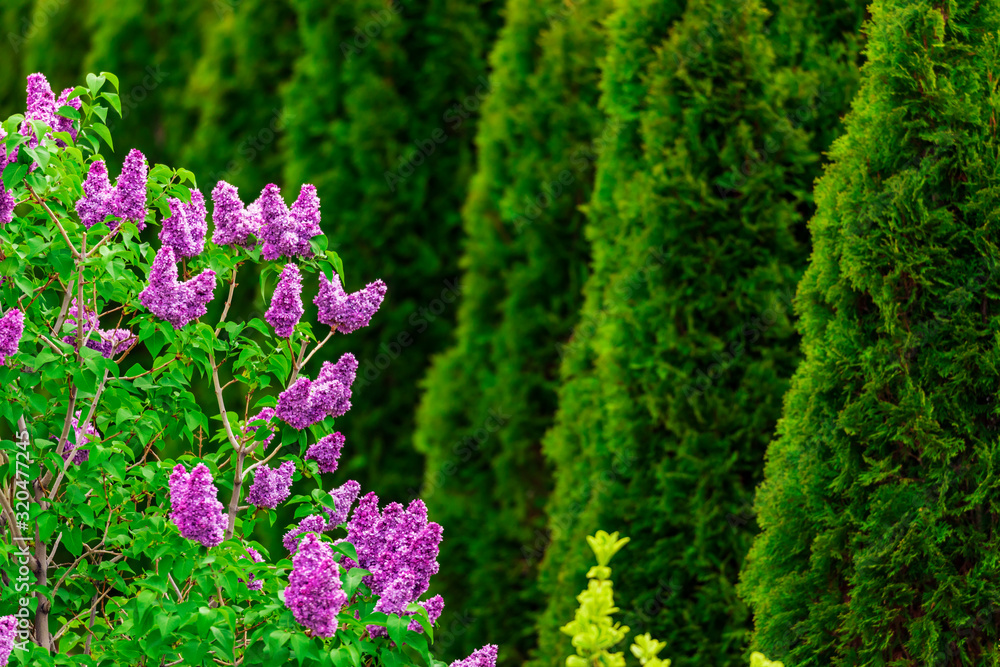 Purple lilac flowers with green thujas in garden