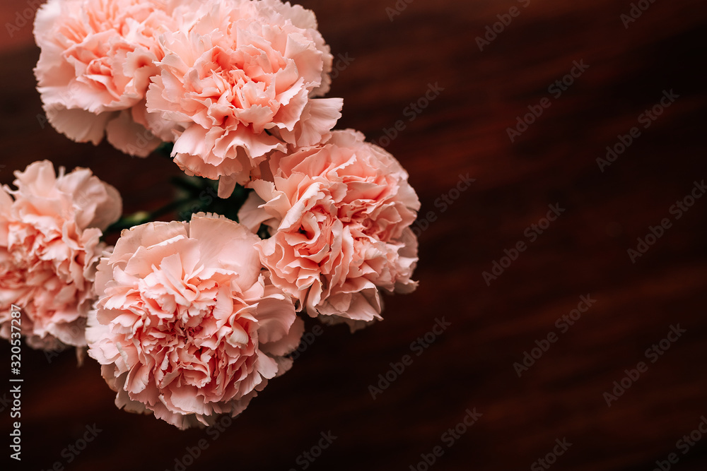 粉红色康乃馨花，背景为深色