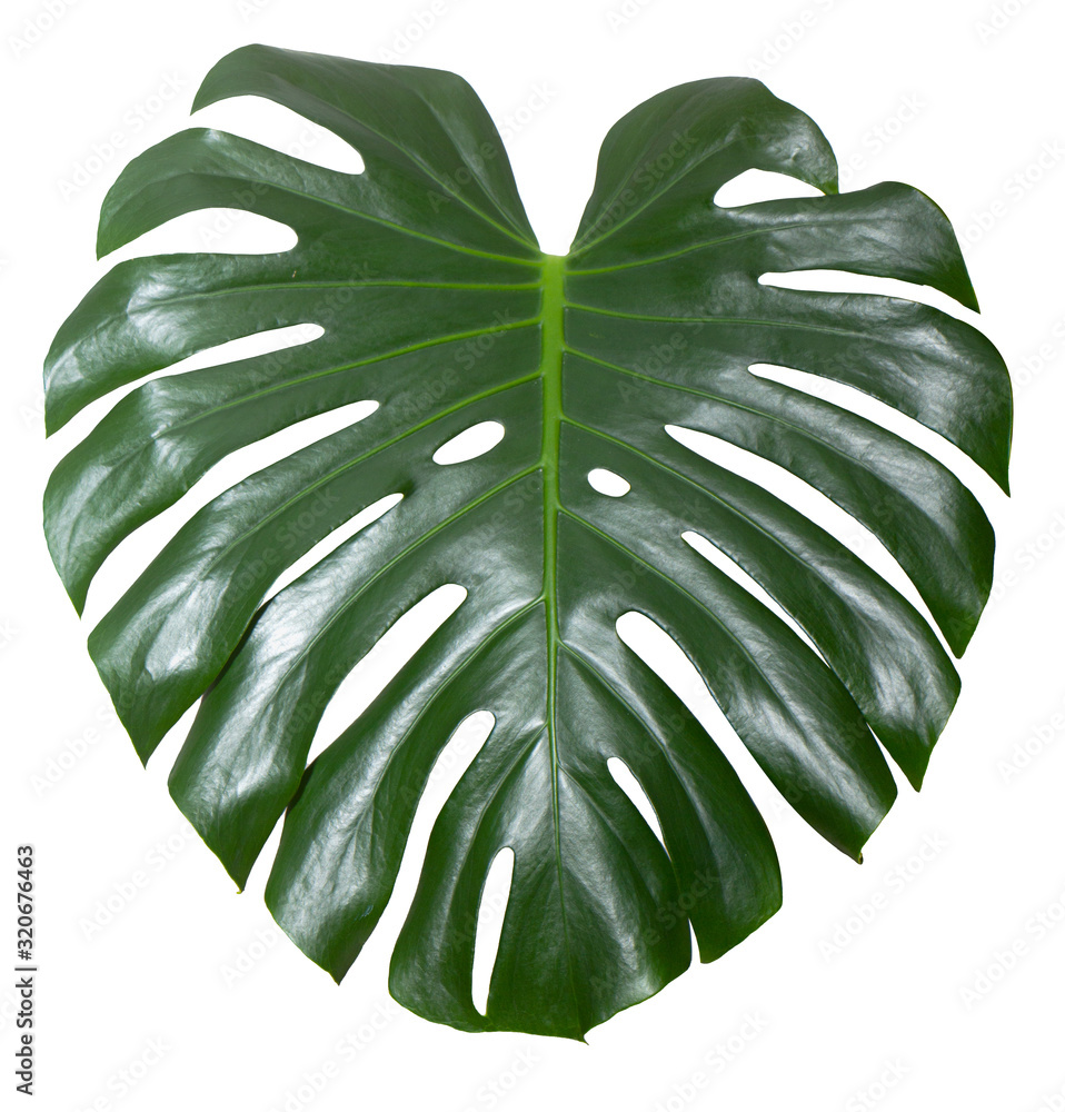 Monstera green juicy fresh leaf isolated on a white background