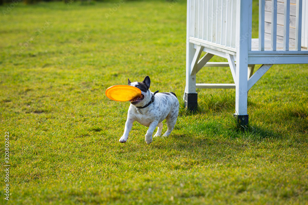 法国斗牛犬在阳光明媚的花园里玩飞碟