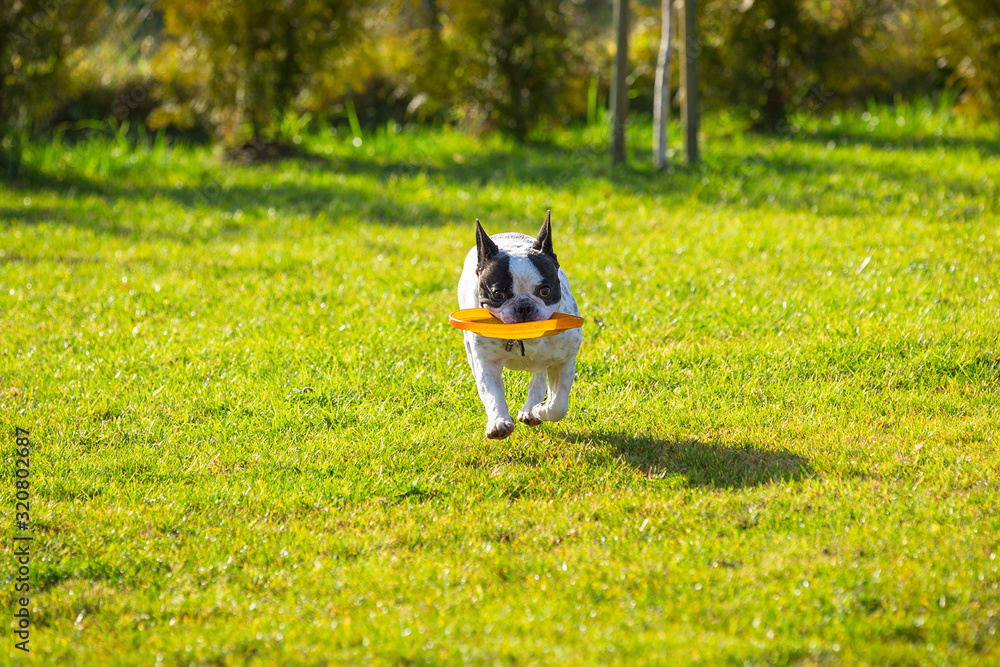 French bulldog playing with flying disc in sunny garden