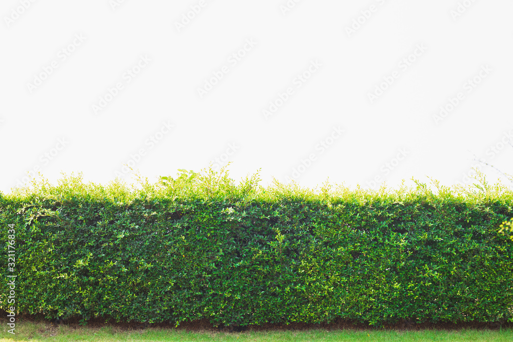 白色背景上美丽的树篱，绿草和树篱，绿叶墙