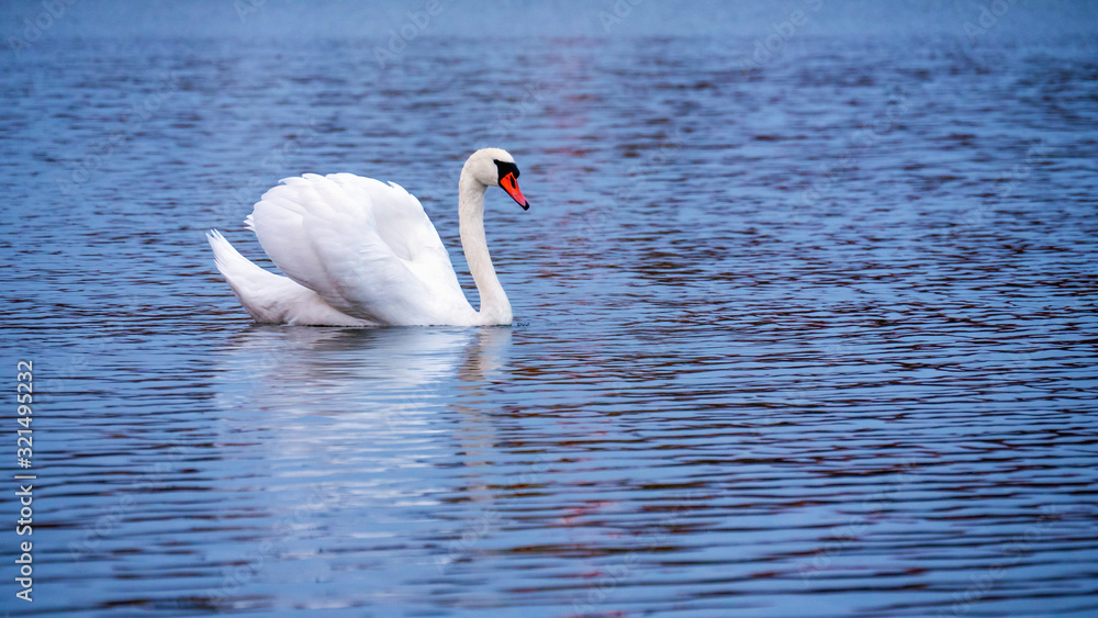 A white swan swimming on the lake of a park