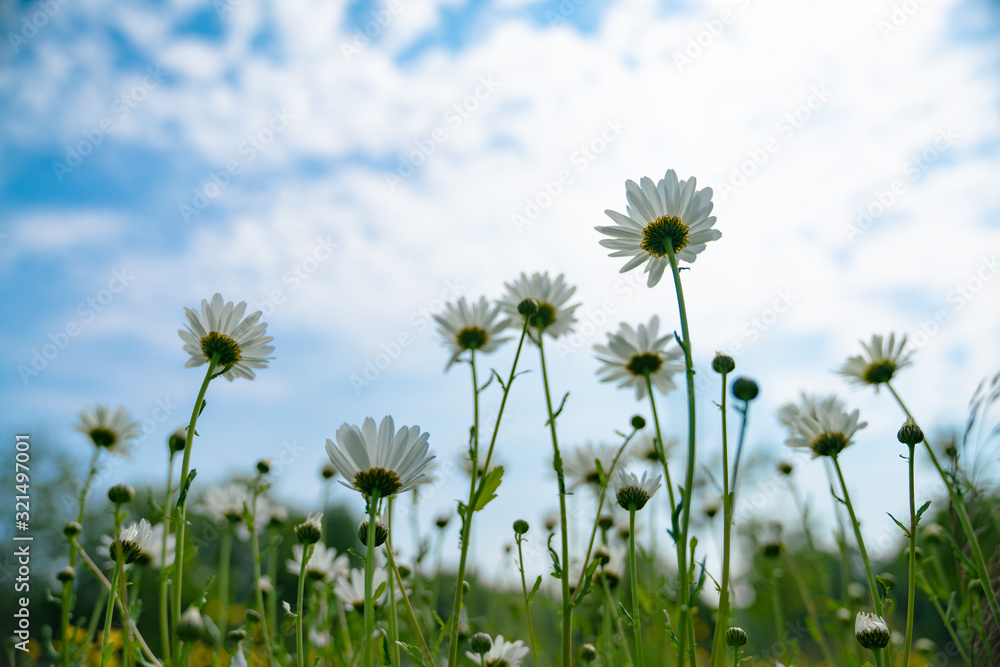 白云和蓝天下美丽的白色雏菊的低角度拍摄；盛开的花朵
