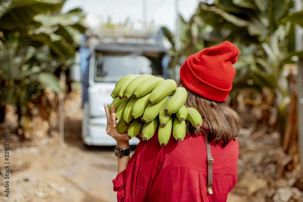 Woman carrying stem of freshly pickedup green bananas on the plantation during a harvest time with t