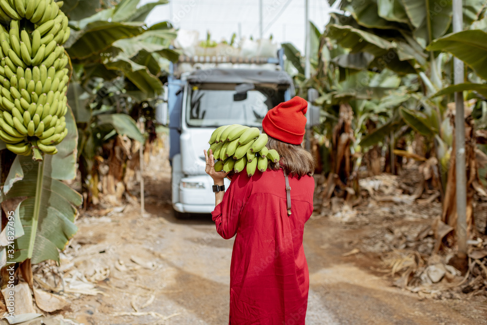 Woman carrying stem of freshly pickedup green bananas on the plantation during a harvest time with t