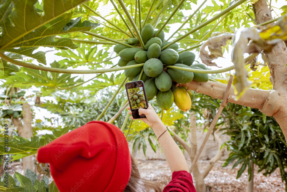 一名女子用智能手机拍摄种植园树上生长的一堆木瓜，特写