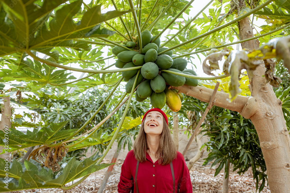 一位快乐的年轻女子拿着一大束木瓜果实站在木瓜树下的肖像