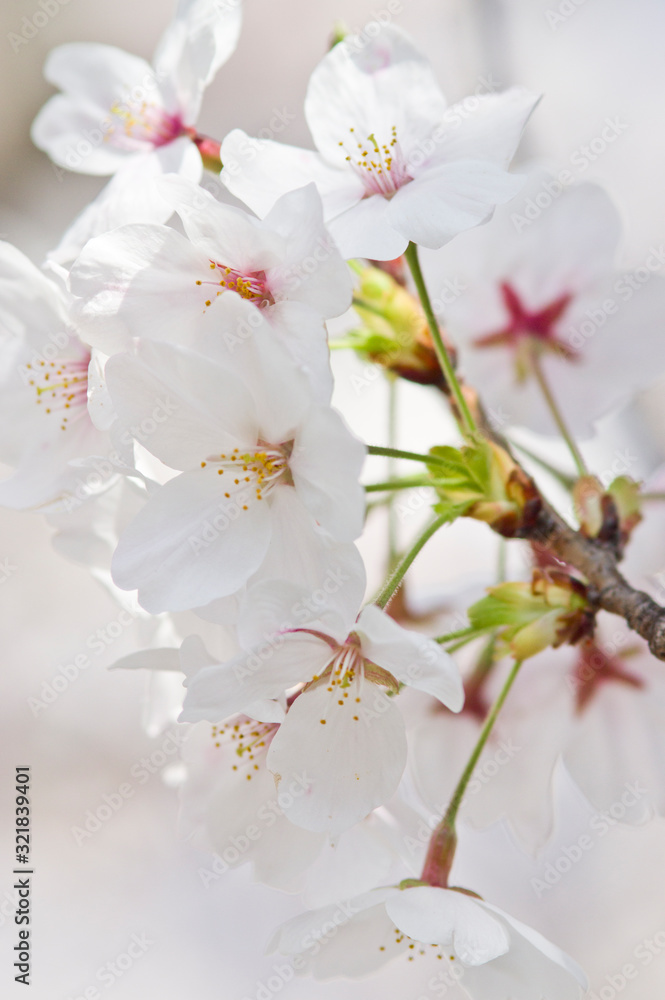 Cherry blossoms in full bloom.Scientific name is Cerasus ×yedoensis (Matsum.) Masam. & Suzuki ‘Somei