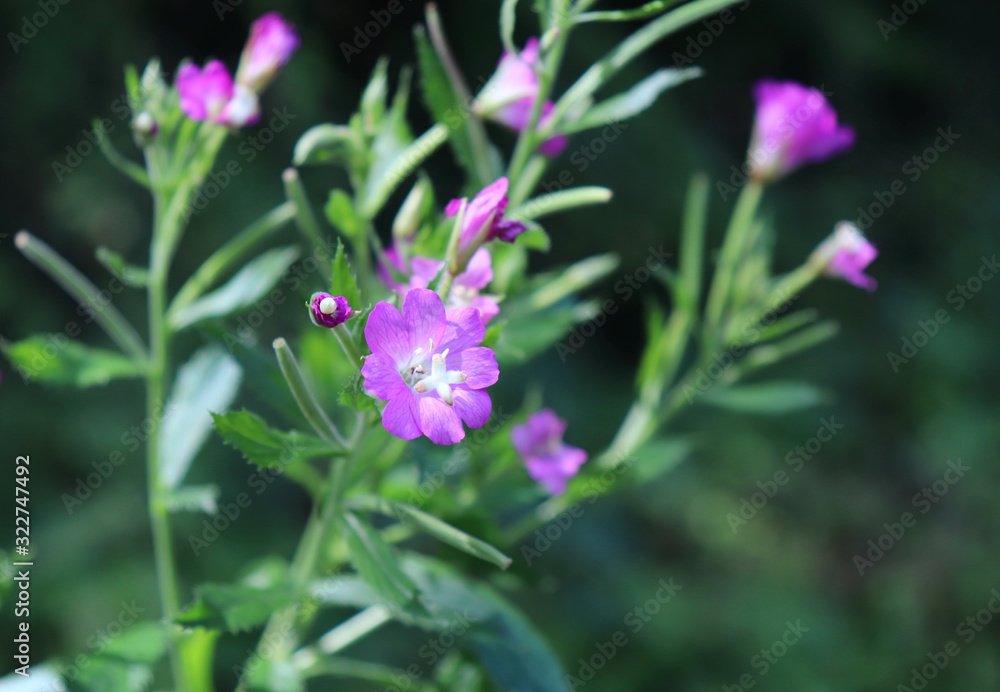 Medicinal herb Epilobium parviflorum, commonly known as the hoary willowherb or smallflower hairy wi