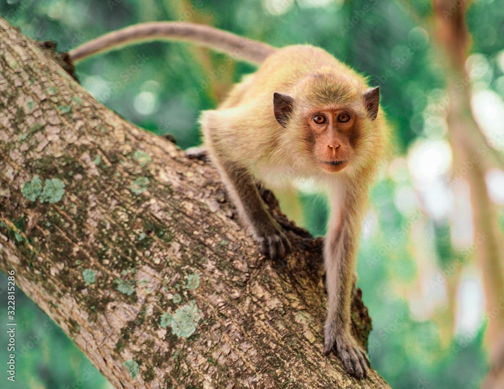 猴子爬在树上看着摄像机